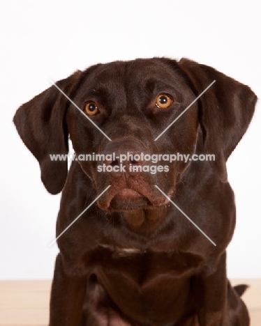 alert chocolate labrador retriever