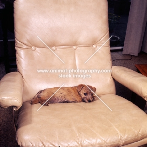 nanfan sage at 10 weeks,  norfolk terrier puppy lying in an armchair
