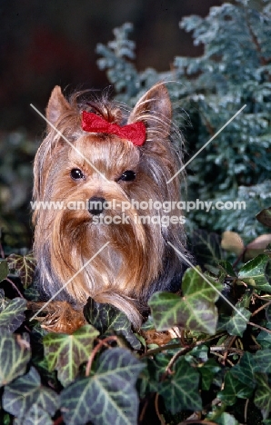 sweetie, yorkshire terrier among ivy leaves and fir
