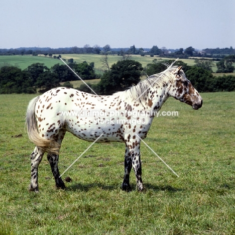 full body shot of Appaloosa