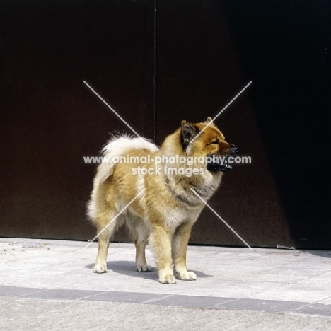 eurasier from vom eckertschofchen, standing on a path