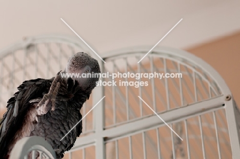 African Grey Parrot, cage in background