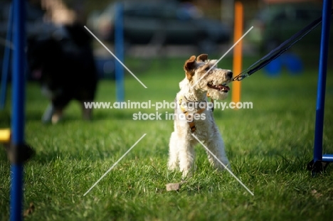 wire fox terrier looking at owner during a training session