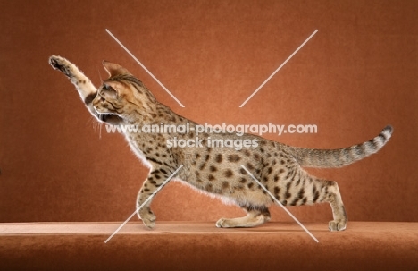 Ocicat reaching out