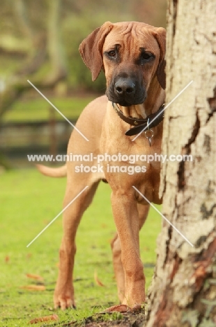 Rhodesian Ridgeback, behind tree