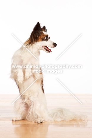 tri colour Papillon on hind legs