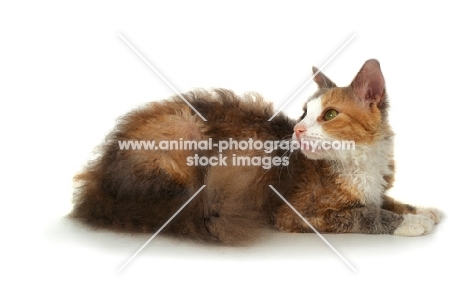 tortie and white LaPerm on white background