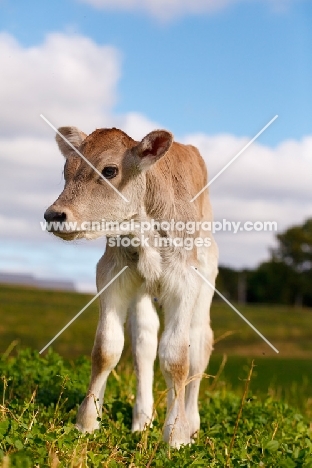 Swiss brown calf in field