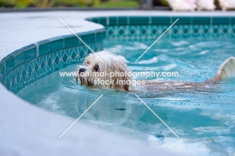 Lhasalier (Cavalier King Charles Spaniel cross Lhasa Apso Hybrid Dog) swimming in pool