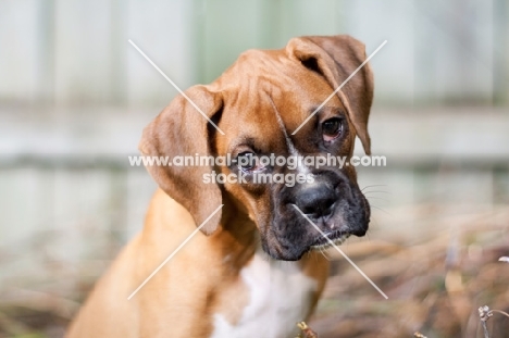 Boxer puppy