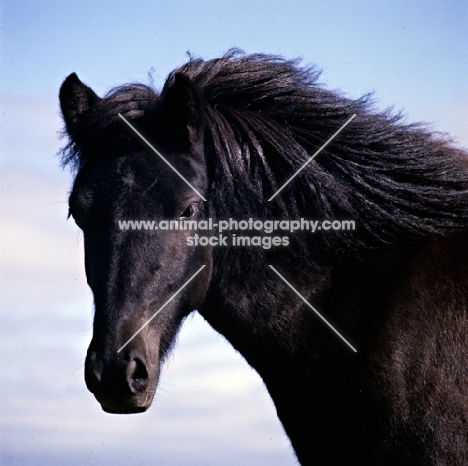 Iceland Horse at Olafsvellir