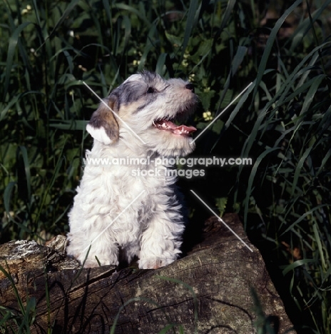 Sealyham terrier with mouth open