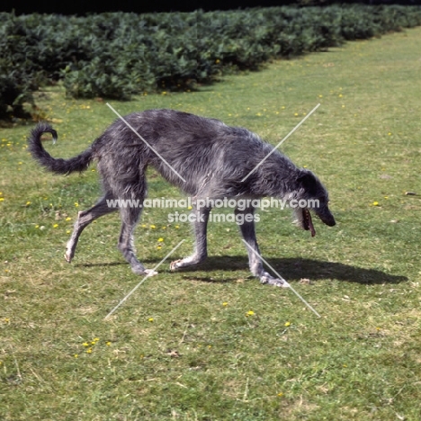 deerhound walking on grass