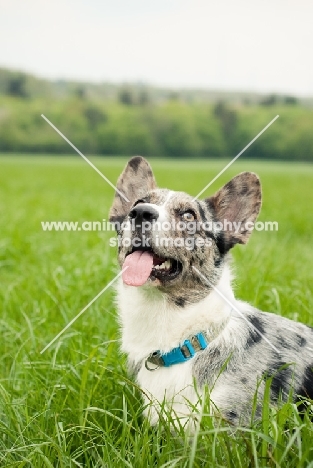 Cardigan Corgi in grass