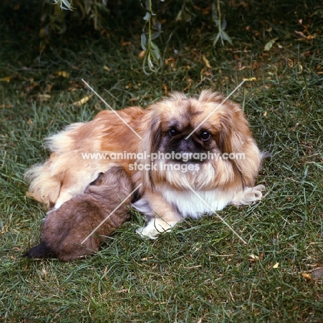 pekingese bitch with a young puppy