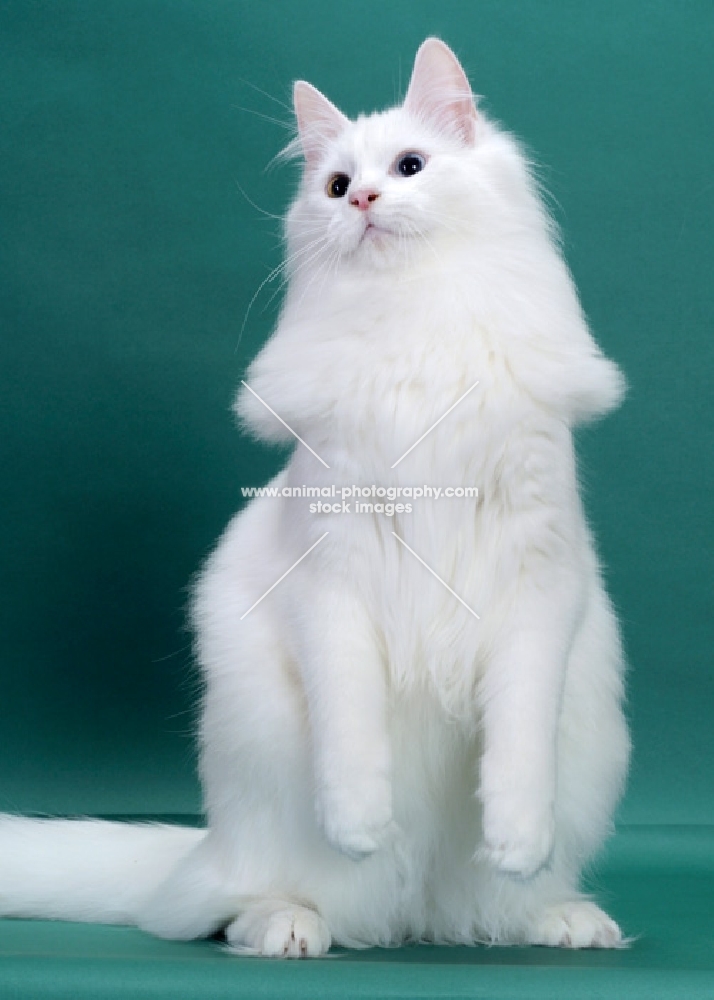 White Odd Eyed Norwegian Forest Cat