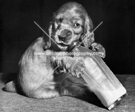 Cocker Spaniel puppy with bottle