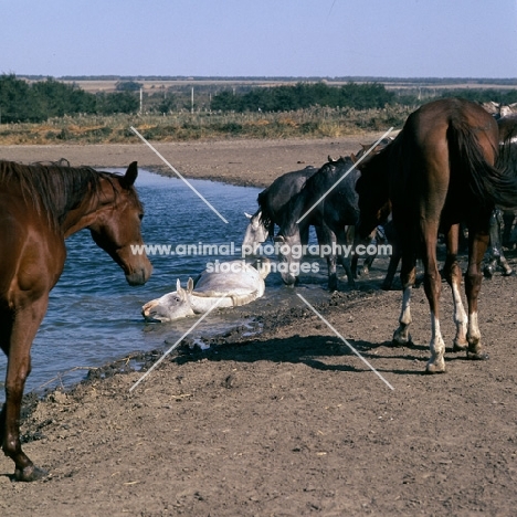 tersk fillies beside water, one rolling in water, at stavropol stud, russia