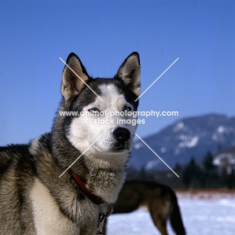 siberian husky in Austria at sled dog races,