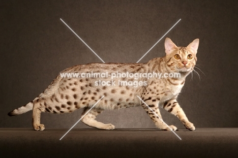 Ocicat walking on brown background