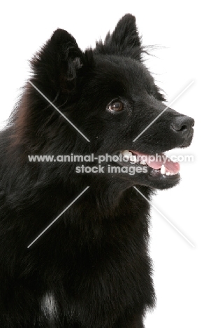 Swedish Lapphund portrait