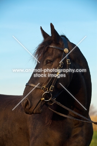 Friesian portrait