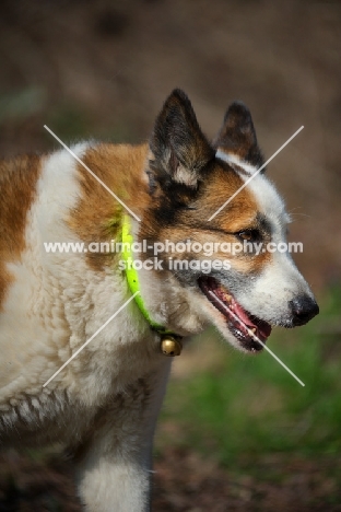 Karelian Bear Dog walking