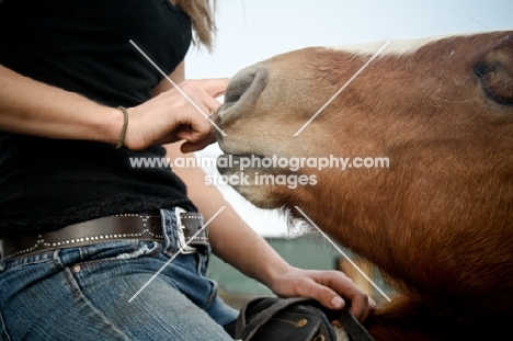 Belgian filly being pat by girl on horse