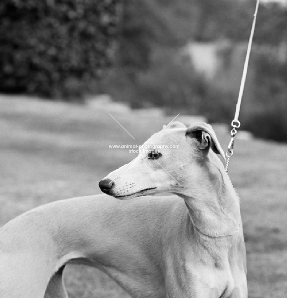 whippet looking back