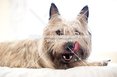 Shaggy wheaten Cairn terrier lying on bed, licking lips.