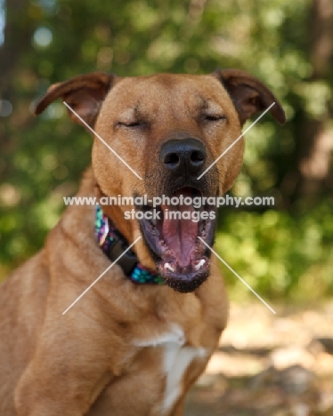 American Staffordshire Terrier mix yawning