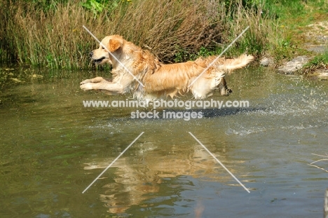 Golden Retriever jumping over water