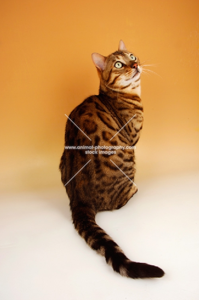 brown spotted bengal sitting, back view