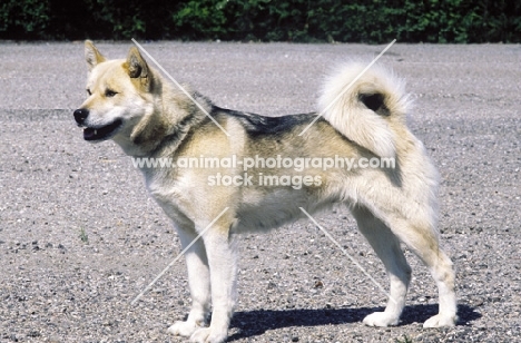 Greenland Dog