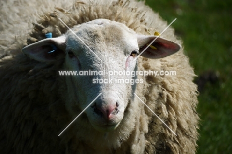 Berichon du Cher ram portrait