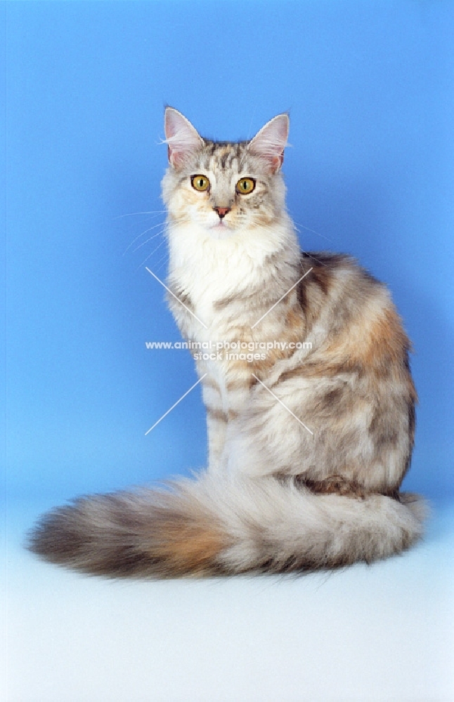 Silver Tortie with White Maine Coon