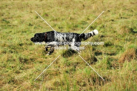 large Munsterlander in field