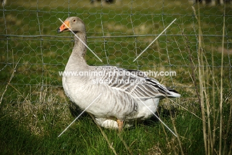 Steinbacher Geese standing on grass