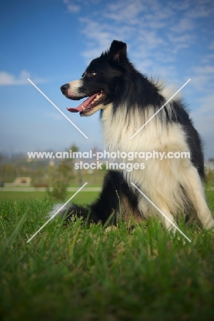 happy black and white border sitting in the grass, panting, blue sky behind