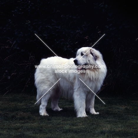 pyrenean mountain dog