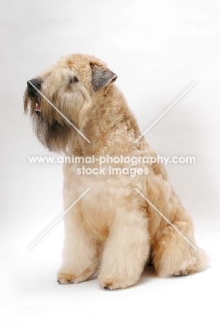Australian champion Soft Coated Wheaten Terrier, sitting in studio