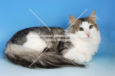silver tabby and white norwegian forest cat lying on blue background
