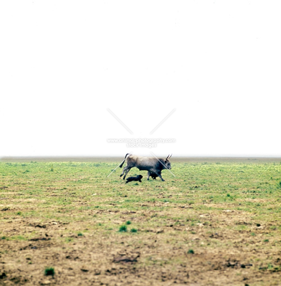 two pumis herding a hungarian grey cattle bull in hungary