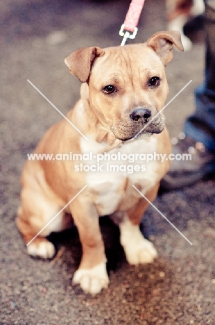 young Staffordshire Bull Terrier 