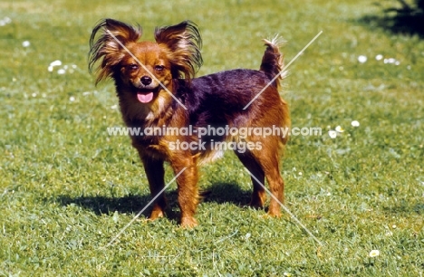 Russian Toy Terrier, standing on grass