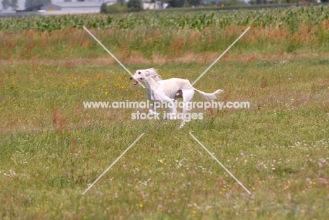 tazy, sighthound of the east, running