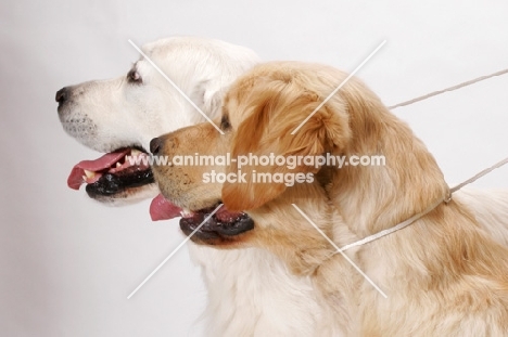 Australian Champion Golden Retrievers