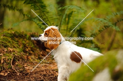 Cavalier King Charles Spaniel amongst ferns in forest.