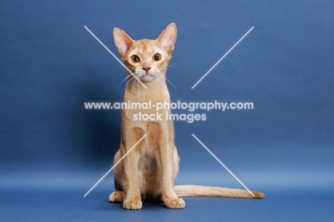 fawn Abyssinian, sitting down