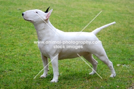 Bull Terrier side view